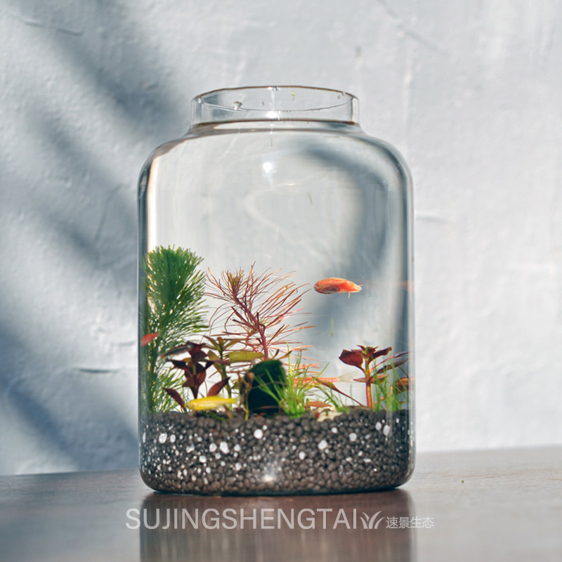 生态瓶水草小g鱼缸玻璃办公桌面微景观生日情侣礼物DIY作业免换水