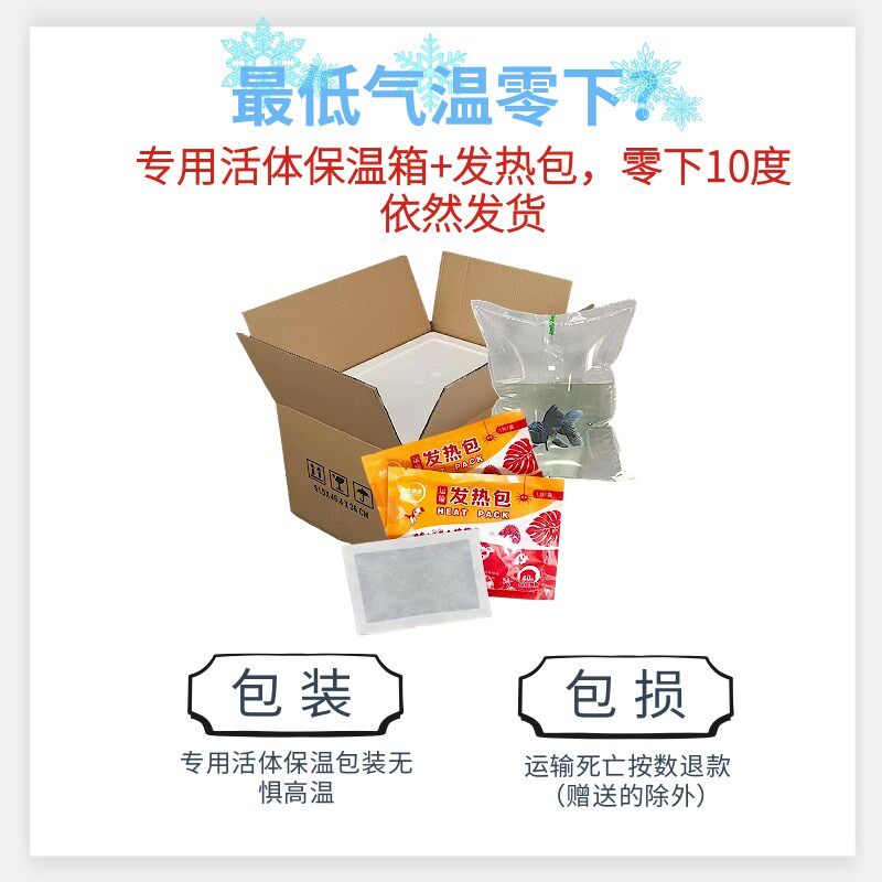 练手红白水晶虾观赏冷热带淡水虾子E大小成年繁殖鱼缸虾鲜活宠物