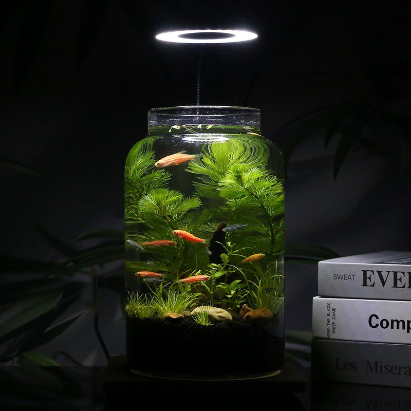 生态鱼缸微景观玻璃鱼缸办公桌面生态瓶免换水diy材料作业自循环