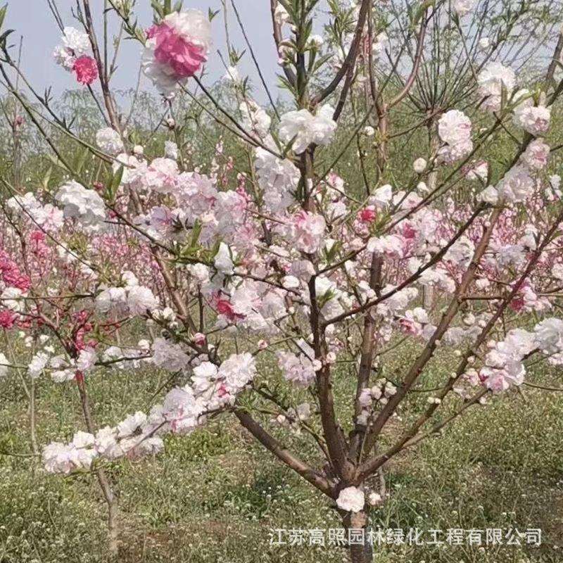 别墅庭院绿化洒金碧桃 小区绿化植物碧桃 郊外公园风景树宝塔形