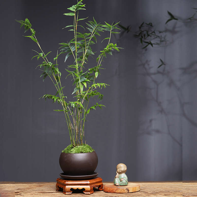 凤尾竹紫砂办公桌禅意盆景姬苔藓米中式茶桌室内面盆栽翠竹摆件