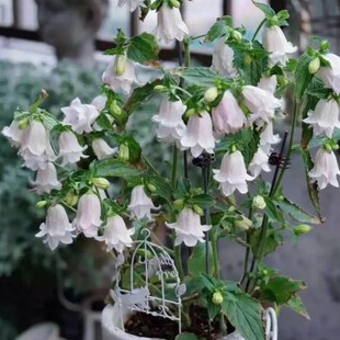 12cm  婚礼钟声圣诞之铃风铃草多年生宿根庭院阳台花园好养盆栽