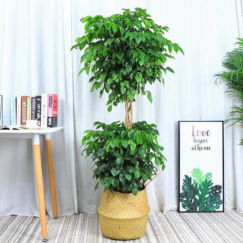 双层绿宝树提根三层幸福树盆栽大树桩植物室内大型客厅无锡绿植