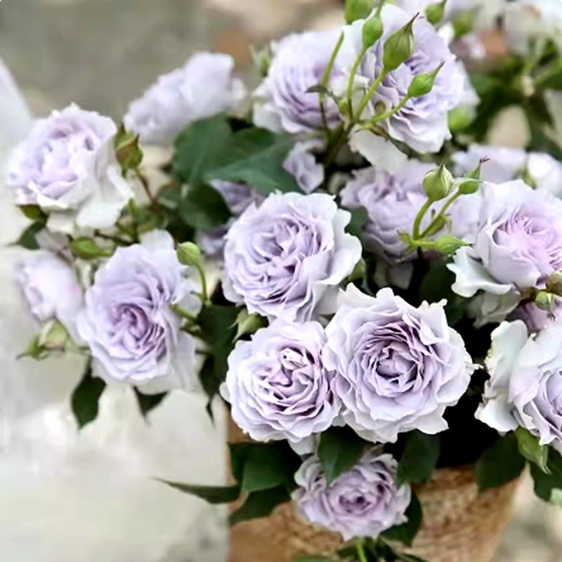 霁色玫瑰月季花苗超新品蓝紫色耐寒耐热浓香抗病勤花庭院阳台植物