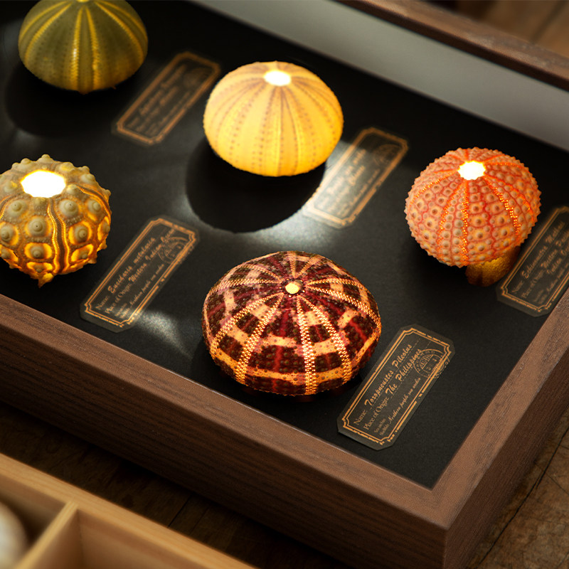 天然海胆气氛灯摆台相框装饰画家居创意生日礼品装饰品工艺品摆饰,家装灯饰光源,氛围灯,淘宝优惠券,粉丝福利购,淘宝优惠卷