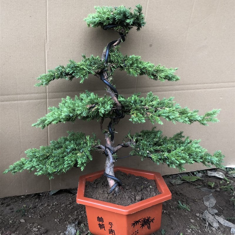 精品迎客造型地柏松树盆景微型办公桌绿植室内盆栽庭院净化空气