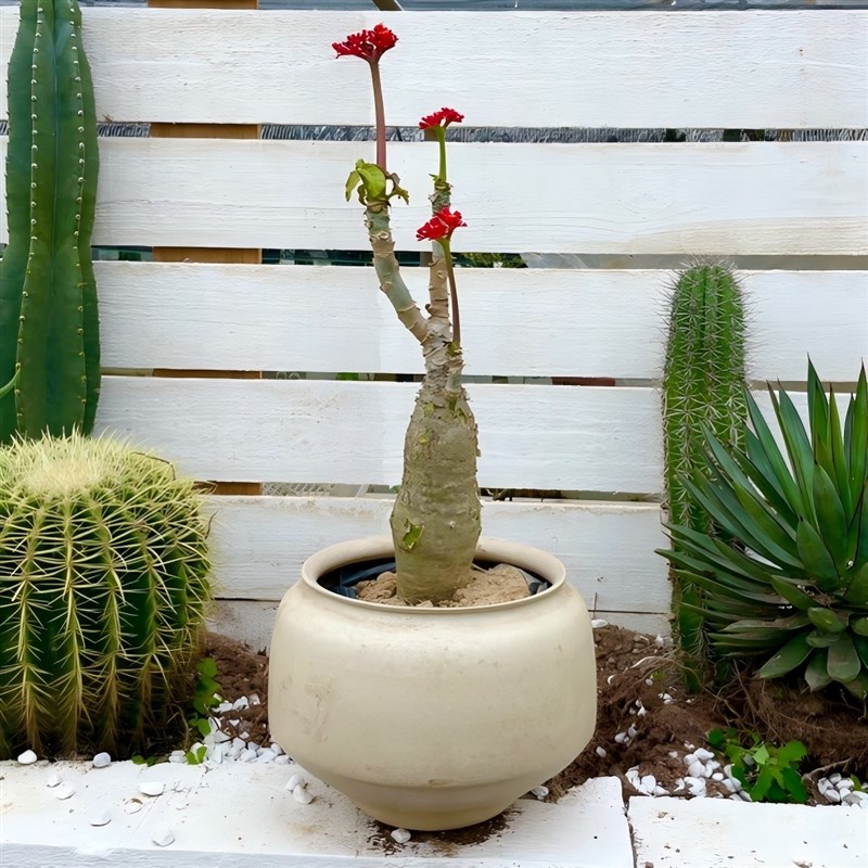 海棠花佛肚海f棠多肉老桩造型室内室外好养四季开花耐热侘寂风植