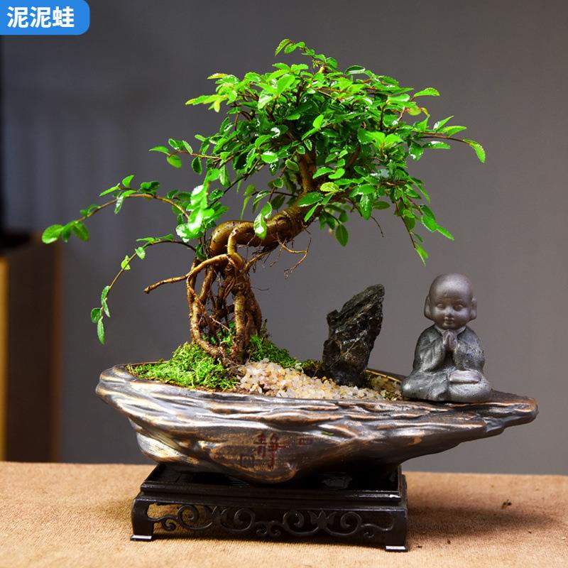 提跟榆树盆栽四季常青盆景植物室内办公茶室文艺绿植桌面装饰盆景