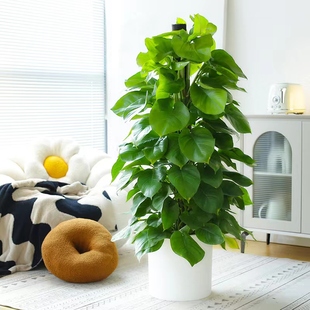 绿萝绿萝柱乔迁新居办公室大型盆栽室内盆景绿植开业客厅植物甲醛