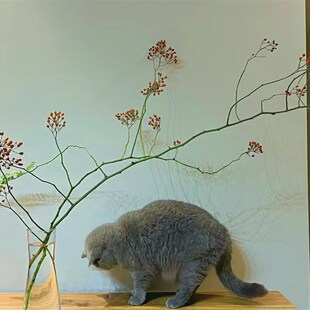 山归来蔷薇果鲜切花水培s装饰插花客厅办公室内绿植直发可做干花