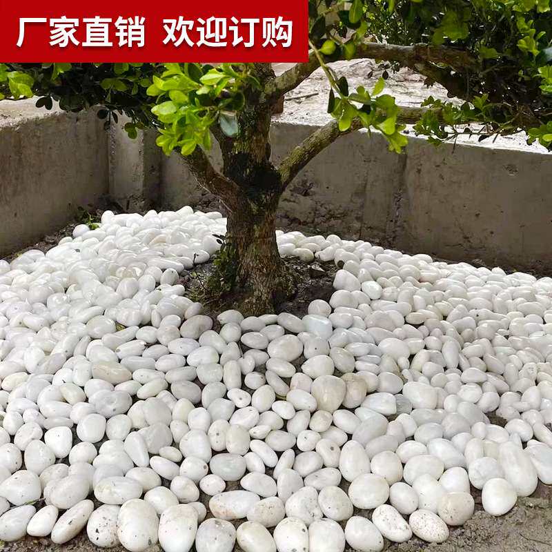 白色鹅卵石头铺地雨花石原石子 天然鱼缸底部户外庭院小石头
