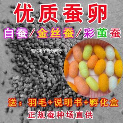 春蚕卵金丝蚕宝宝卵彩色茧蚕卵蚕七彩色蚕卵蚕种蚕子新鲜桑叶