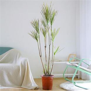 千年木大型盆栽植物七彩铁马尾铁室内办公室客厅北欧真绿植龙血树