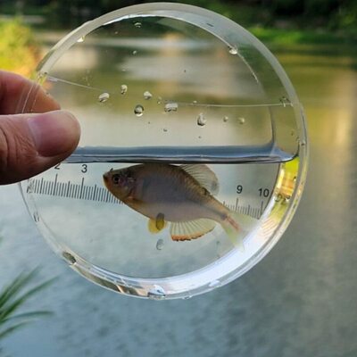 手提S钓鱼配件H小观察盒物户外桶观刻度鱼圆形盒物OW带小微物透明