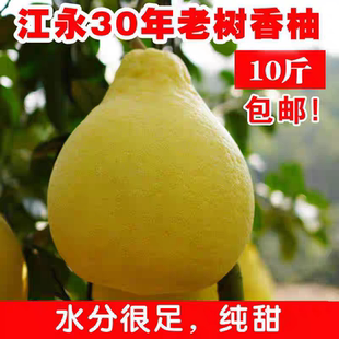 正宗湖南江永香柚精品大果40年老树沙田柚甜柚永州江永老树香柚