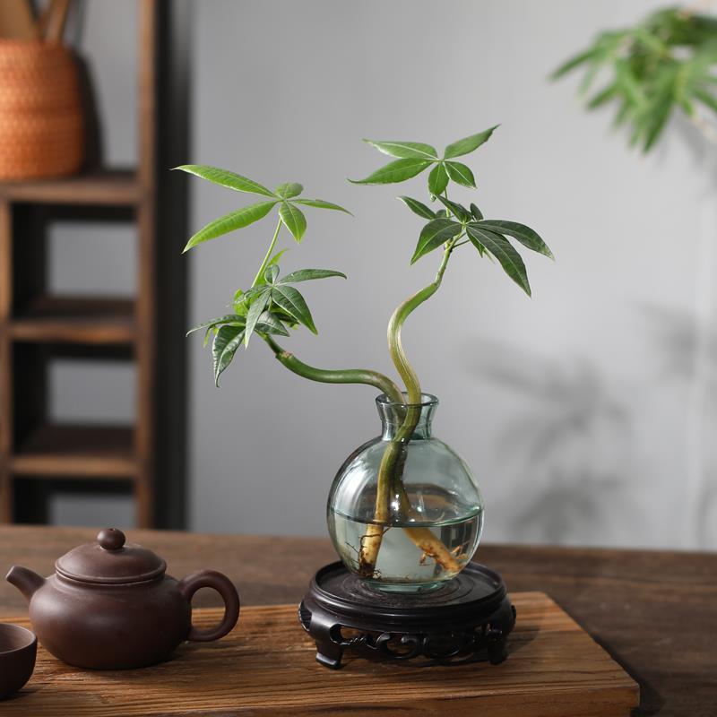 水培植物发财树盆栽室内花卉绿植小盆景四季常青好养活办公室桌面