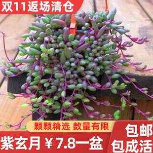 稀有品种大盆紫玄月吊兰肉肉花多肉植物大株垂吊佛珠室内盆栽贵货