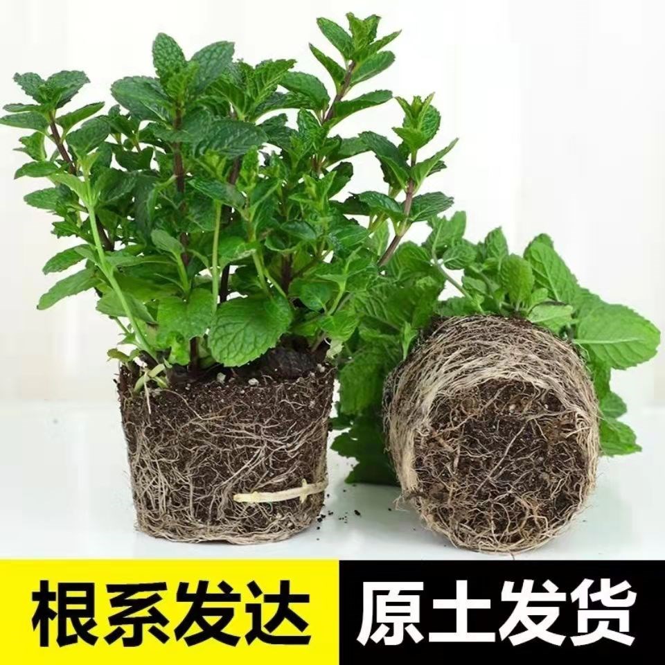 薄荷盆栽可食用新鲜薄荷叶办公室阳台植物留兰香驱蚊净化空气绿植