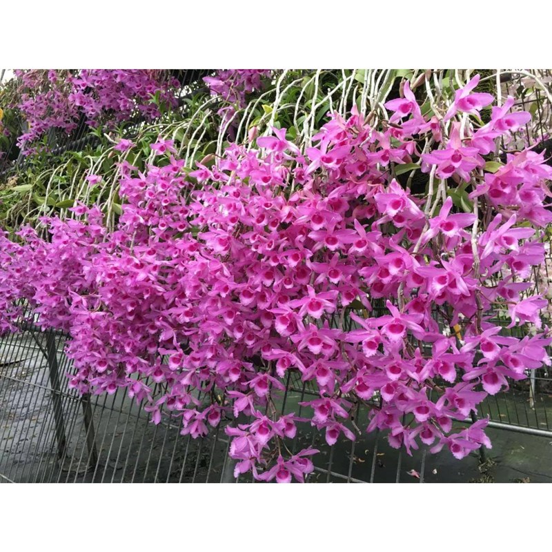 红玫瑰檀香石斛兰苗 Den. Adastra浓香型石斛兰洋吊兰花卉盆栽