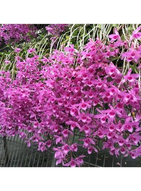 红玫瑰檀香石斛兰苗 Den. Adastra浓香型石斛兰洋吊兰花卉盆栽