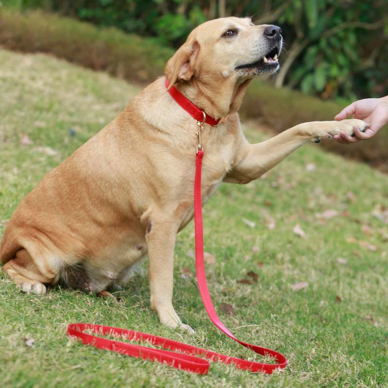 狗狗项圈可调节脖圈中型大型犬宠物颈圈防丢狗圈拉布拉多狗牌定制