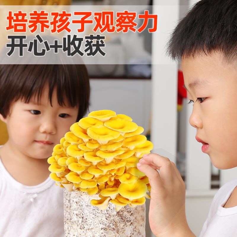 蘑菇种植包平菇菌种儿童可食用菌包家种香菇家庭新鲜菌棒懒人
