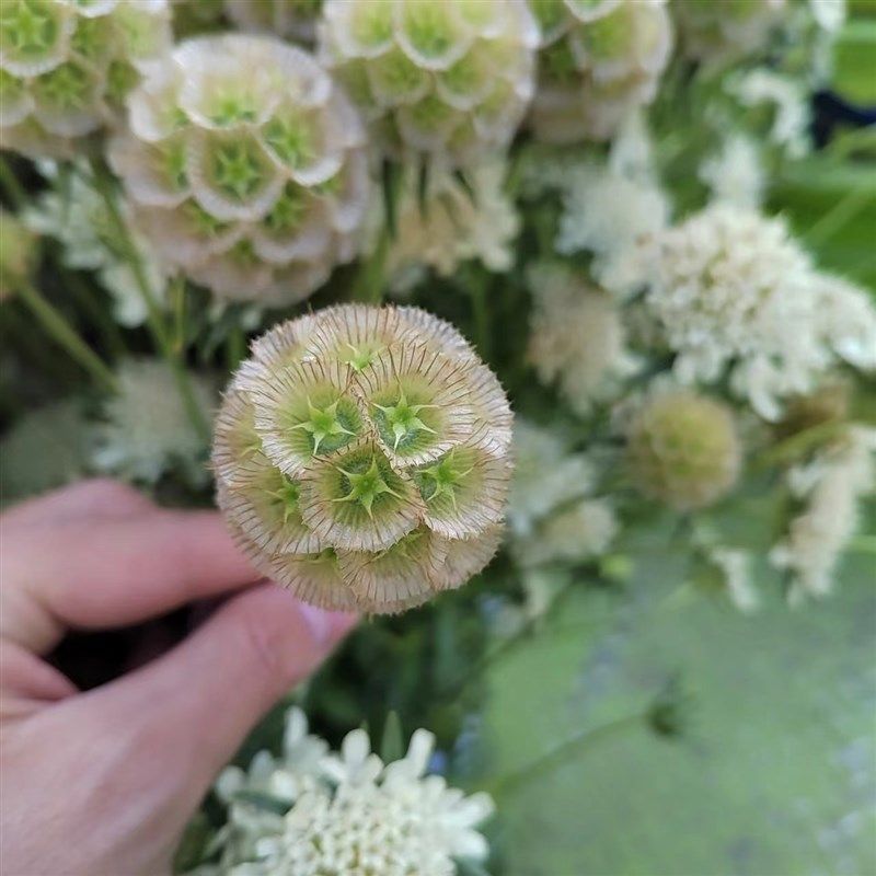 风车果鲜切花小h众稀有精品花材家庭瓶插花艺婚庆节日比赛装饰花