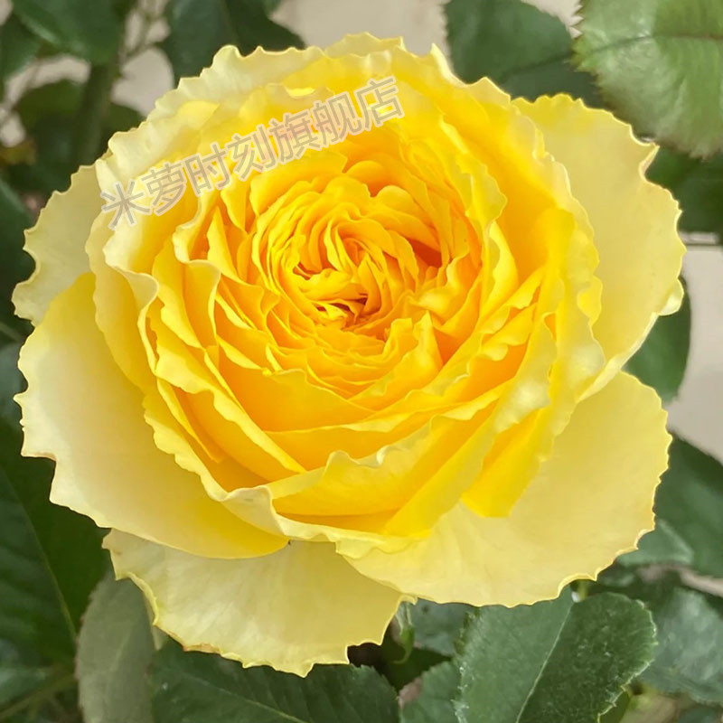 阳光笑容月季花苗大花多s季盆栽阳台玫瑰切花庭院花卉勤花蔷薇植