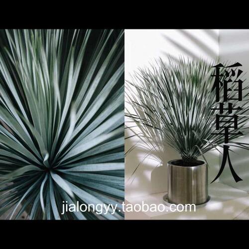 稻草人 鸟喙丝兰 龙舌兰科蓝长序丝兰属庭院景观植物蓝龙无刺草树