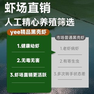 黑壳虾除藻虾大号淡水宠物虾鱼缸造景清洁工具水晶虾冷水虾观赏虾