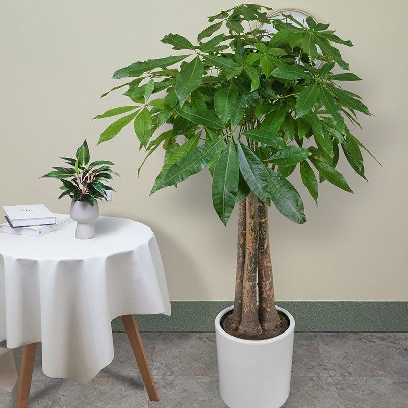 成都绿植配送e三棒发财树办公室客厅大型绿植盆栽乔迁开业送礼花