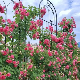铁艺花架爬藤架花园月季 花支架铁线莲绿萝植物攀爬架户外庭院网格