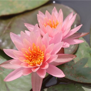 【科罗拉多】睡莲水生植物水缸池塘庭院丰花耐寒睡莲块茎莲痴瓦力