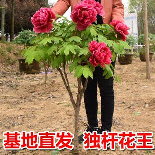 精品独杆牡丹花树苗正宗洛阳红重瓣大花直杆观赏牡丹庭院耐寒花