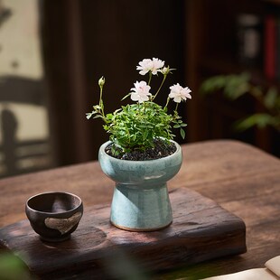 姬月季小盆栽迷你型盆景室内桌面绿植花卉四季开花办公室好养植物