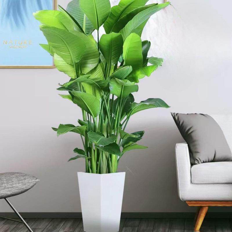 天堂鸟盆栽客厅室内好养大型花卉绿植办公室轻奢绿色植物鹤望兰红