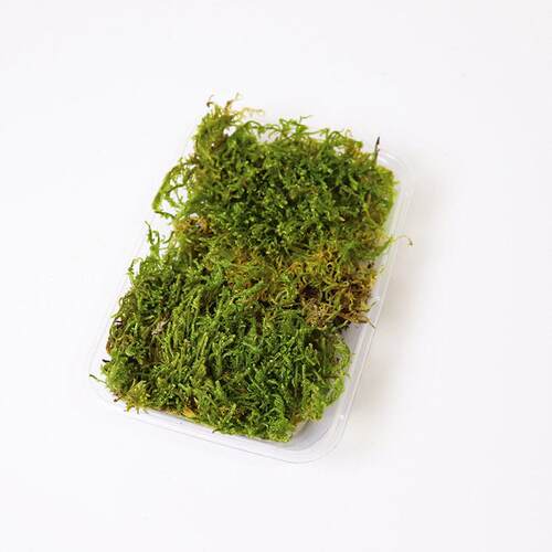 永生苔藓白发藓大灰藓鹿角藓庭院铺面真苔藓植物墙装饰室内造景