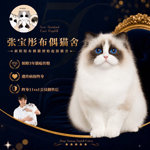 张宝彤布偶猫舍｜新脸版布偶猫宠物级猫咪活物幼崽—多米米弟弟