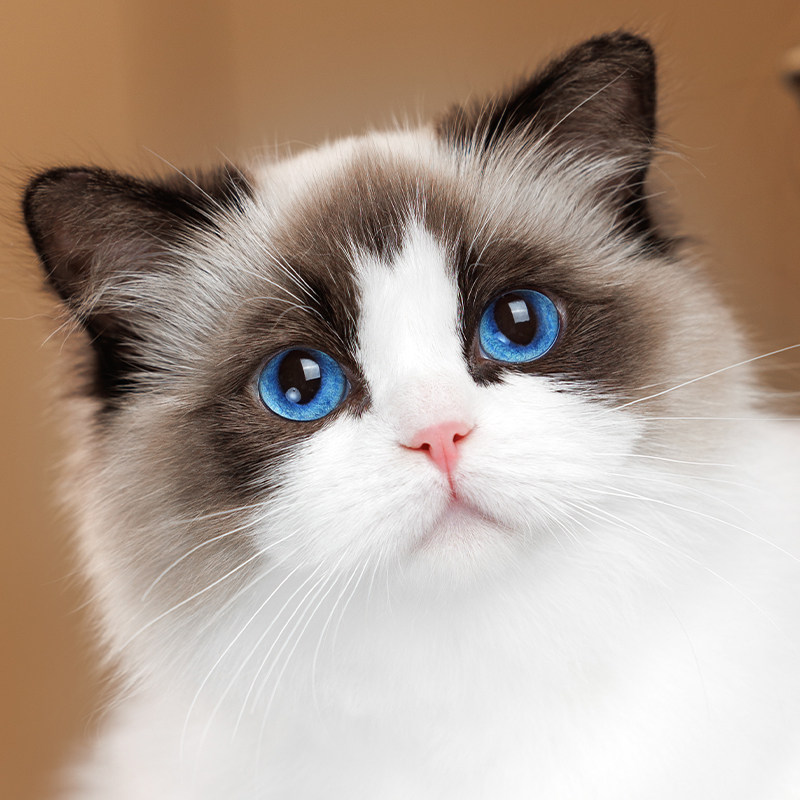 张宝彤布偶猫舍｜新脸版布偶猫宠猫咪