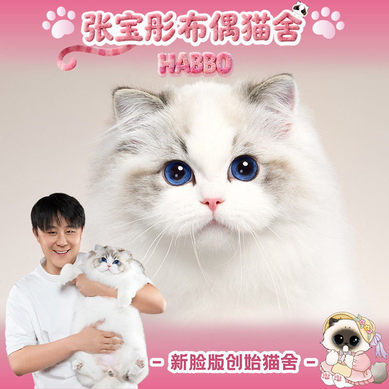 张宝彤布偶猫舍|新脸版布偶猫宠物级猫咪活物幼崽—富贵弟弟