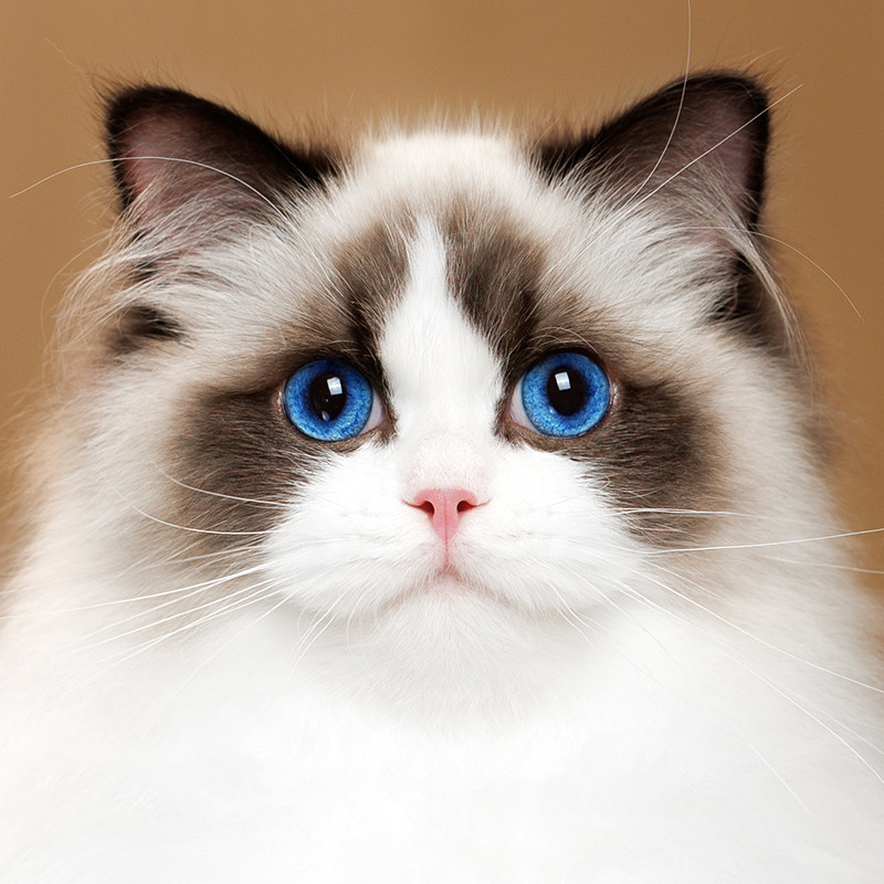 张宝彤布偶猫舍｜新脸版布偶猫宠猫咪