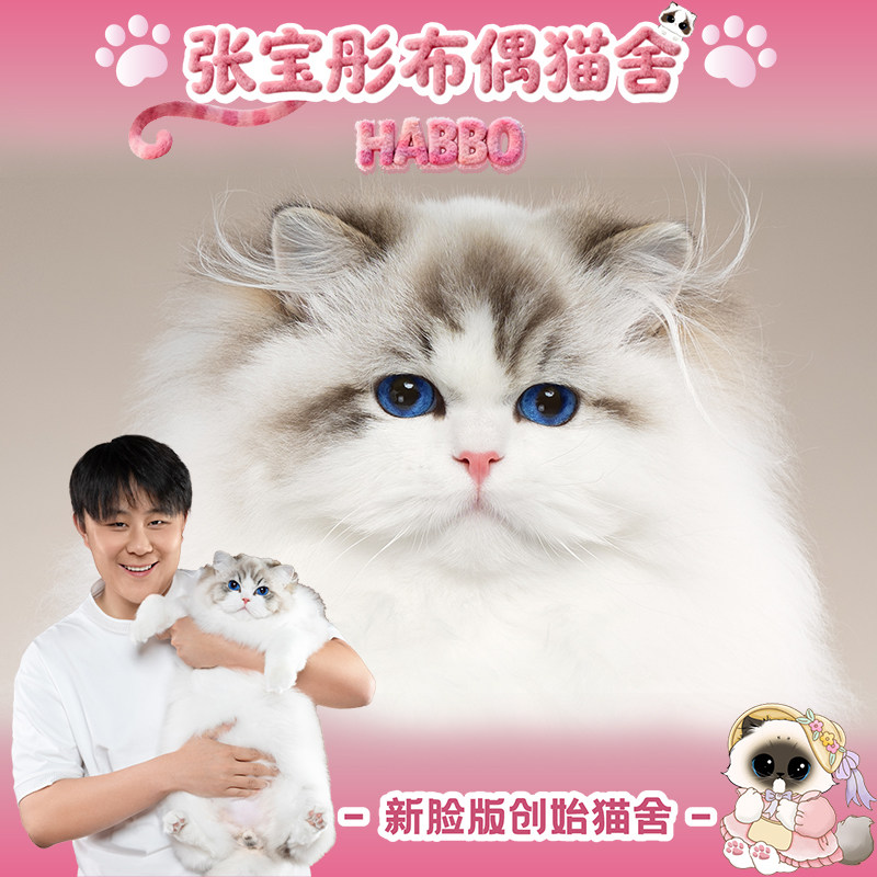 张宝彤布偶猫舍｜新脸版布偶猫