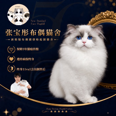 张宝彤布偶猫舍｜新脸版布偶猫宠物级猫咪活物幼崽—初六弟弟