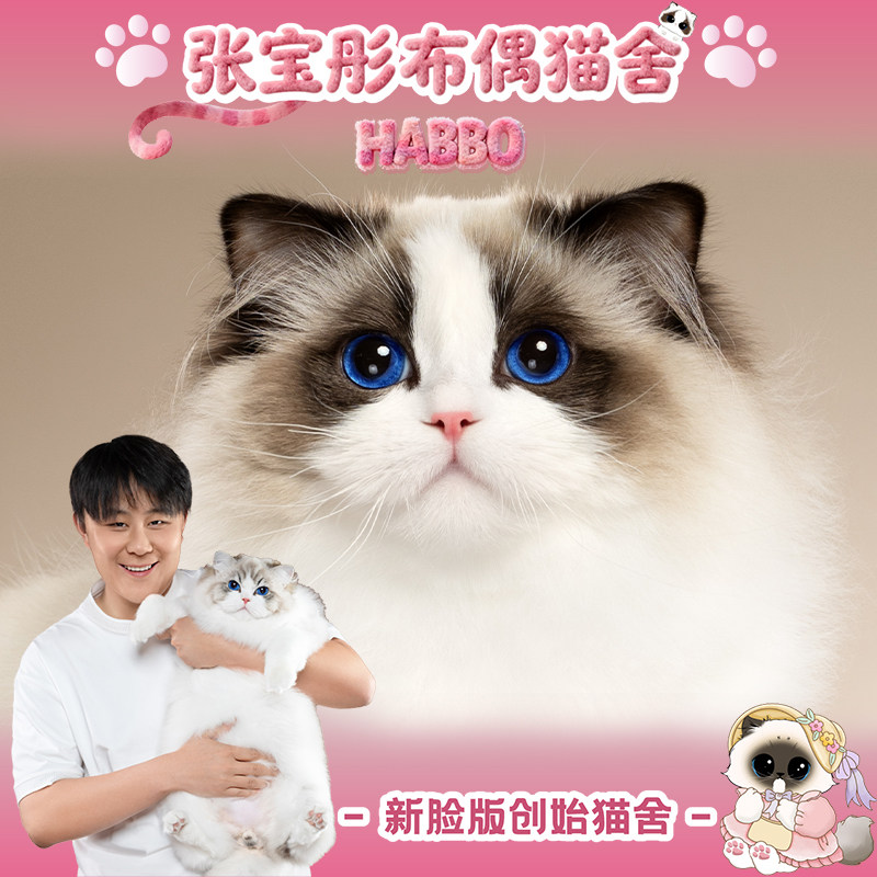 张宝彤布偶猫舍｜新脸版布偶猫宠物级猫咪活物幼崽—多恩弟弟