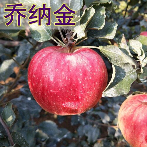 乔纳金苹果树苗盆栽特大四