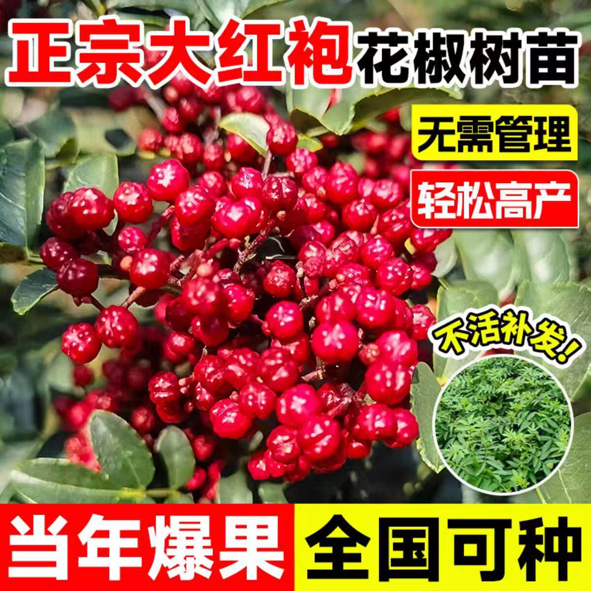 大红袍花椒树苗狮子头麻椒藤椒果树苗盆栽地栽当年结果南北方种植图片