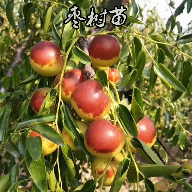 陕西大荔冬枣树苗沾化枣树活苗嫁接枣树苗南北方种植当年结果