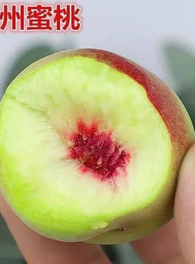 青州蜜桃树苗冬雪蜜桃苗晚熟桃树苗嫁接毛桃子苗南北方种植果树苗