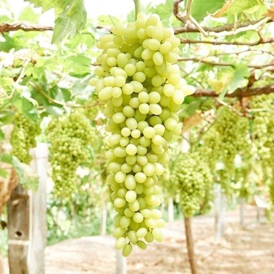 新疆吐鲁番青提子树苗 无籽白葡萄白鸡心果树苗无核白鸡心葡萄苗