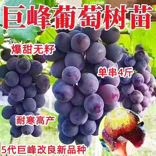 四季种植巨峰葡萄树苗盆栽